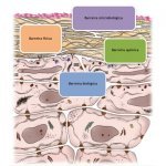 Fig. 1: defesas naturais da pele