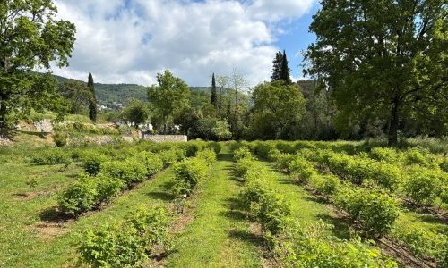 Mane lança jardim experimental dedicado a plantas aromáticas e fragrâncias