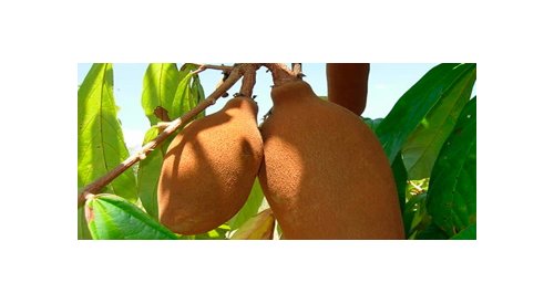 L'Oréal Brasil strengthens cooperation with suppliers of cupuaçu