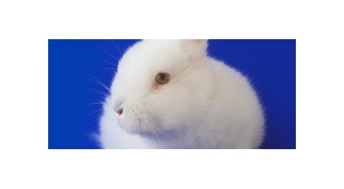 Procter & Gamble backs global eradication of animal testing