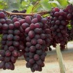 Grapes grown in the São Francisco Valley