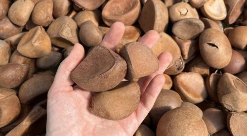 Iniciativa da BASF na Amazônia foca em bioativos sustentáveis para cosméticos