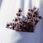Planta símbolo das paisagens da Provence francesa, a lavanda é um vegetal que abrange diversas espécies (Foto: dsm-firmenich)