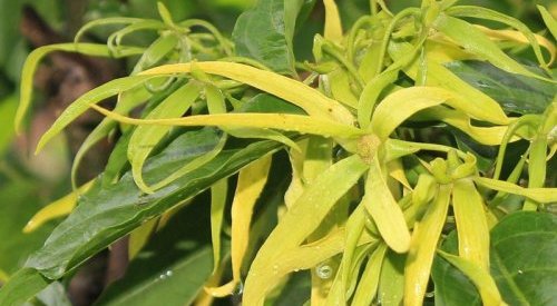 Ylang-ylang é destaque do Prêmio Internacional do Perfumista-Criador SFP 2021