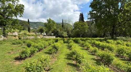 Mane inaugura jardim experimental de plantas aromáticas e fragrâncias