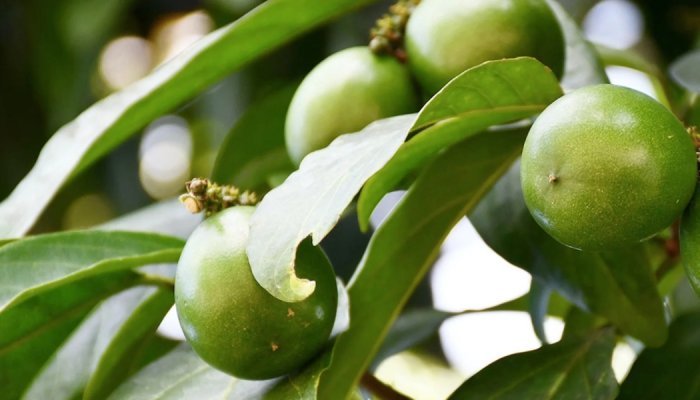 Óleo de cacay é poderoso ativo amazônico para os cuidados com a pele