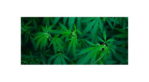 Anvisa aprova venda de produtos à base de cannabis em farmácias