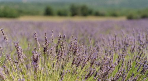 Os bastidores da produção de lavanda e lavandim na região de Provence
