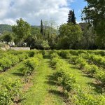 Mane lança jardim experimental dedicado a plantas aromáticas e fragrâncias (Foto: Mane)