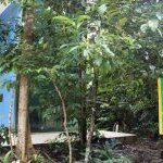 Incubadora de empresas do INPA - Photo credit Cimone Barros, INPA