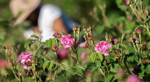 Lancôme reforça sua raiz na capital mundial do perfume