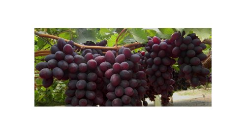 Uvas brasileiras podem se tornar ingrediente-chave para cosméticos