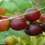 Camu-camu - Photo credit INPA