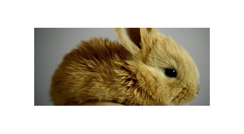Natura conquista certificação da Cruelty Free Internacional contra testes em animais