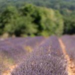 Planta símbolo das paisagens da Provence francesa, a lavanda é um vegetal que abrange diversas espécies (Foto: dsm-firmenich)