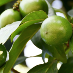 Cacay é utilizado pelos povos nativos da Amazônia para tratar diferentes problemas de pele