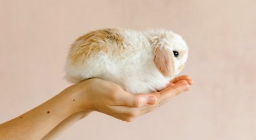 Paraíba proíbe testes em animais com produtos da área de cosméticos