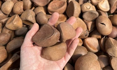 Iniciativa da BASF na Amazônia foca em bioativos sustentáveis para cosméticos