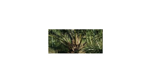 Croda announces RSPO certification of all cosmetic ingredients sites worldwide