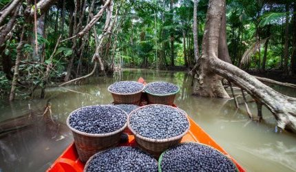 Para combater a biopirataria, Brasil declarou o açaí um dos frutos nacionais