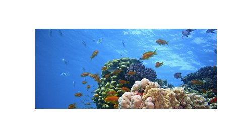 Hawaii wants to ban UV filters harmful for coral reefs