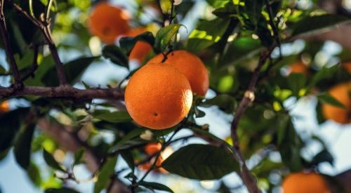 Guerlain junta-se a UEBT para reforçar seu compromisso com a biodiversidade