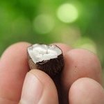 Demanda internacional por ativos da Amazônia, como murumuru, é crescente e reprimida
