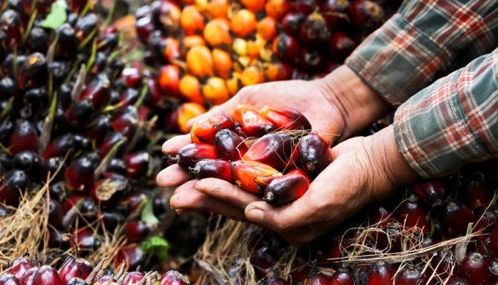 Emogreen, a química da natureza