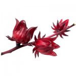 O extrato de hibisco está disponível na forma de pó incolor ou em líquido. A concentração de princípios ativos é de 55%.