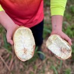 Manteiga extraída do cupuaçu é importada da Amazônia colombiana pela Natura