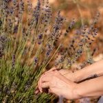 Planta símbolo das paisagens da Provence francesa, a lavanda é um vegetal que abrange diversas espécies (Foto: dsm-firmenich)