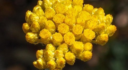 Wesource quer acabar de vez com o ressecamento cutâneo