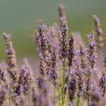 Planta símbolo das paisagens da Provence francesa, a lavanda é um vegetal que abrange diversas espécies (Foto: dsm-firmenich)