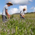 Cultivo orgânico dos ingredientes usados nos cosméticos da Souvie