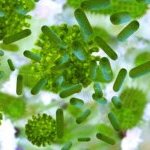 Cada cm2 de pele contém 1 milhão de microrganismos com centenas de espécies específicas.