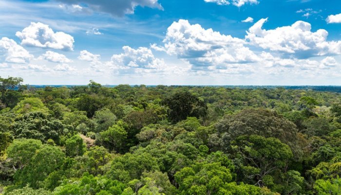 Natura cria projeto de financiamento para impulsionar bioeconomia na Amazônia