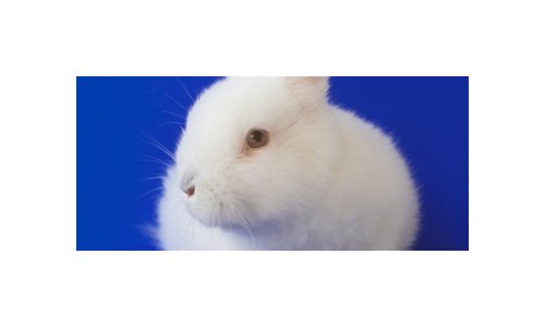 Procter & Gamble defende erradicação de testes em animais