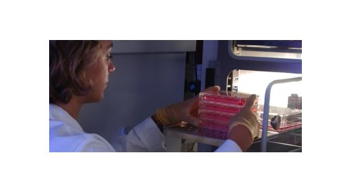 Métodos alternativos de ensaio: modelos de pele em 3D podem ser usados para testes de genotoxicidade