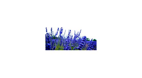 Symrise supports research in energy-efficient lavender sourcing