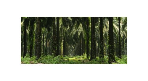 L'Oréal takes sustainable palm oil sourcing one step beyond