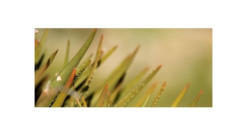 Ingredientes cosméticos: cresce a demanda por Aloe vera