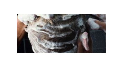 H-Vit Plus: Ação protetora e energizante para os cabelos masculinos