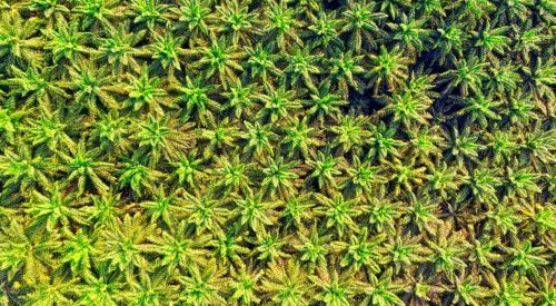 Planta de produção brasileira da Lubrizol obtém a certificação RSPO