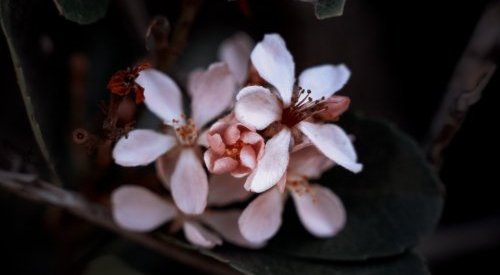 L'Occitane encontra caminhos para inovação nas plantas antigas da perfumaria
