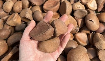 Iniciativa da BASF na Amazônia foca em bioativos sustentáveis para cosméticos