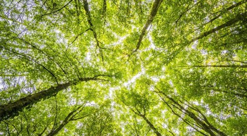 Natura & Co faz novas parcerias com Pacto Global das Nações Unidas