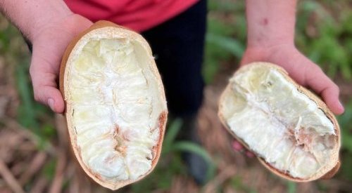 Natura inicia importação de manteiga de cupuaçu da Amazônia colombiana