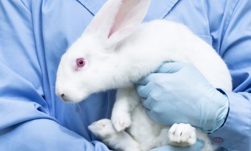CAE aprova proibição de uso de animais em pesquisas e testes de cosméticos