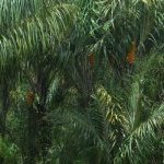  A árvore de Tucumã - Foto: Courtesy of Beraca