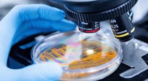 Apoena Biocare traz à in-cosmetics um banco microbiano exclusivo
